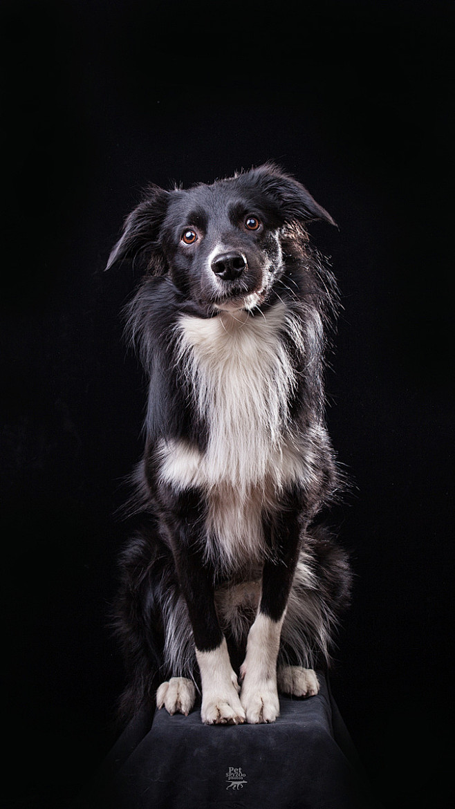 聚光灯下 天津宠物摄影spyzoo狗狗肖像|摄影|动