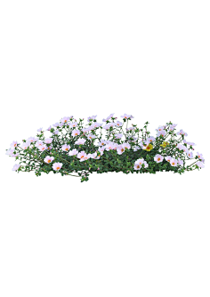 芬兰人采集到花草