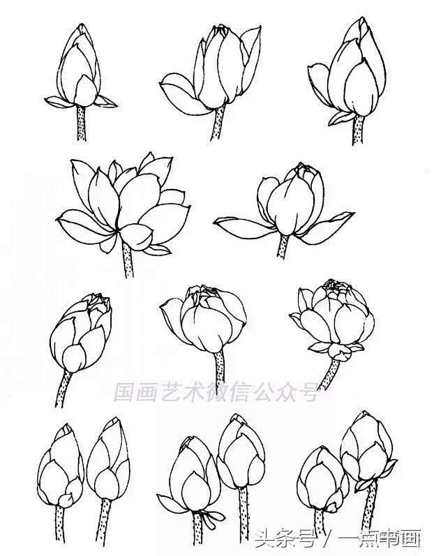 国画素材丨线描荷花画法快资讯