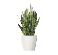 无e不设采集到植物