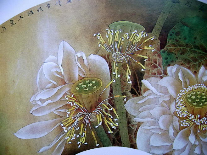 荷花工笔画欣赏