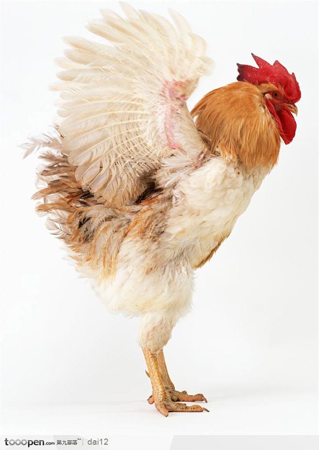 动物表情张开翅膀的公鸡侧面