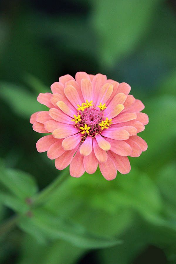 是阿拉伯联合酋长国国花.