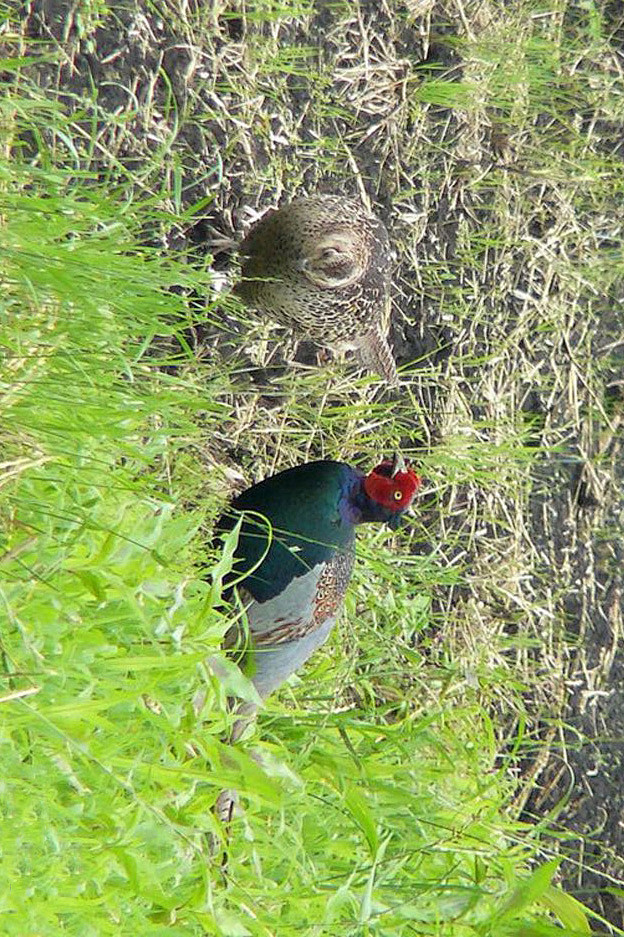 whonly采集于2018-01-04 17:51:41鸡形目·雉科·雉属:绿雉万鸟集wh