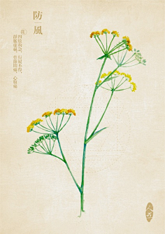 夏明采集到那些花儿