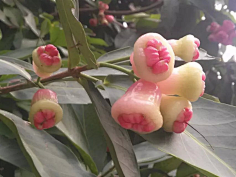 忘川漪涟采集到我拍摄的花花草草