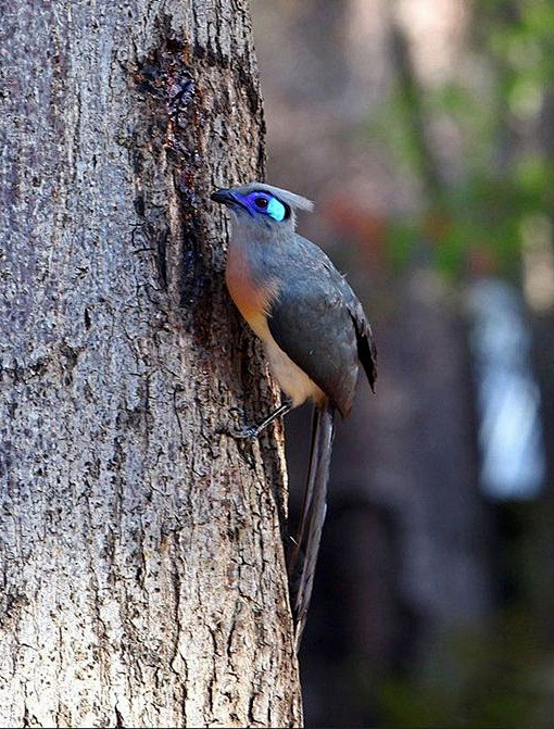 鹃形目杜鹃科凤头马岛鹃