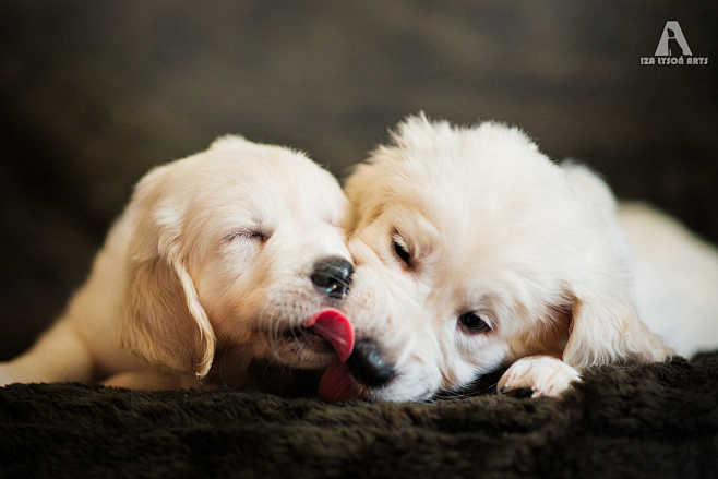 puppylovebyiza09ysońon500px