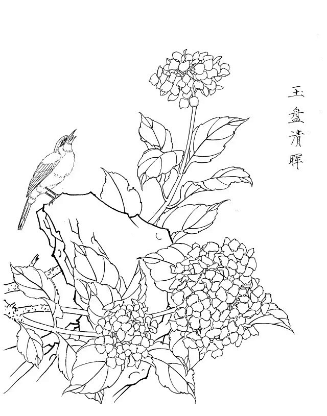 绣球花白描20幅