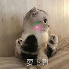安頔Andy采集到你以前很宠我的侬