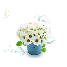 ZHANGWEICAI采集到花草树木