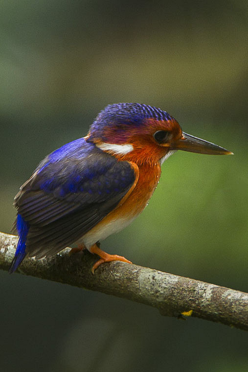 佛法僧目翠鸟科科里翠鸟属白腹翠鸟