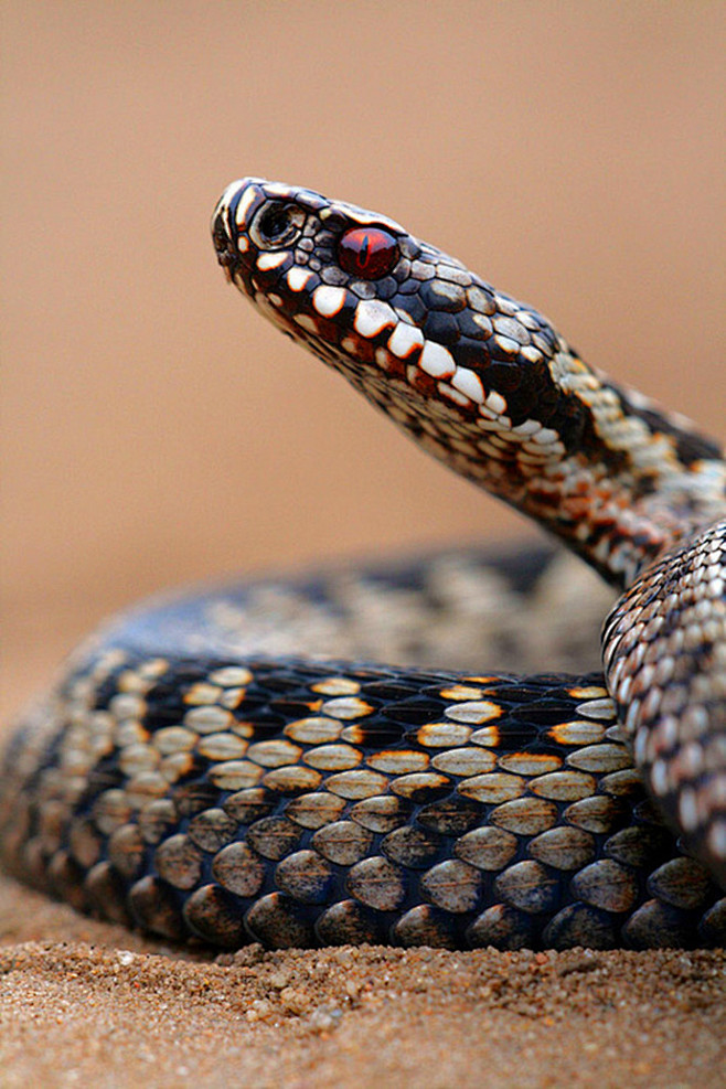 蛇獴动物世界图片