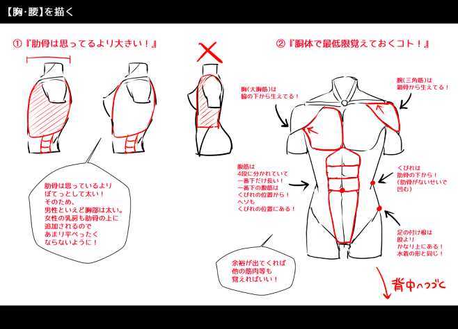 结构 男人体 正面 侧面