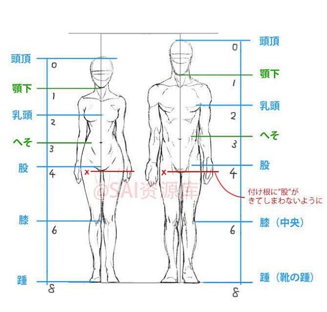 男女体型差异图片