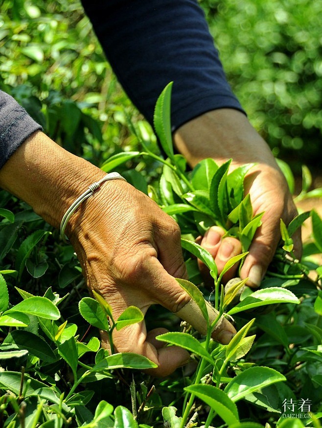 采摘茶叶