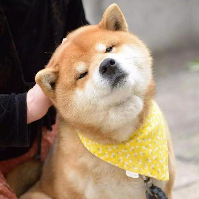 日本网红柴犬ryuji今年9岁可爱痞气的长相丰富的表情及迷之气场靠邪魅