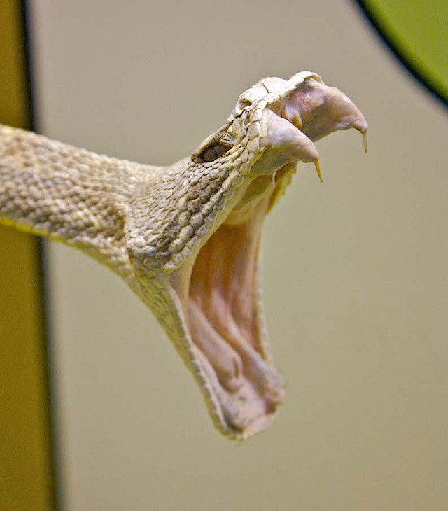 戚华孔采集到蛇