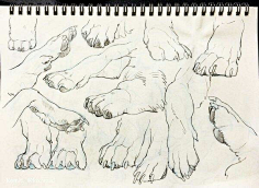 兽爪-花瓣网|陪你做生活的设计师 | #绘画参考#动物爪子绘制参考