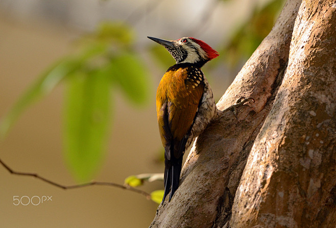 小金背啄木鸟dinopiumbenghalense鴷形目啄木鸟科金背三趾啄木鸟属