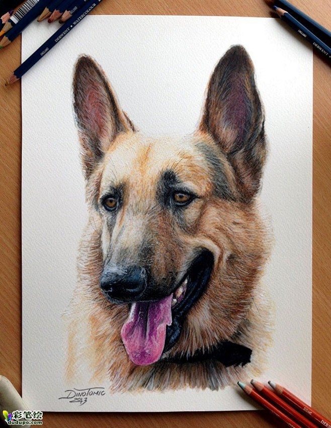 可爱狗狗绘画作品欣赏转彩铅画水彩画素描入门彩铅画欣赏彩笔绘dudupo