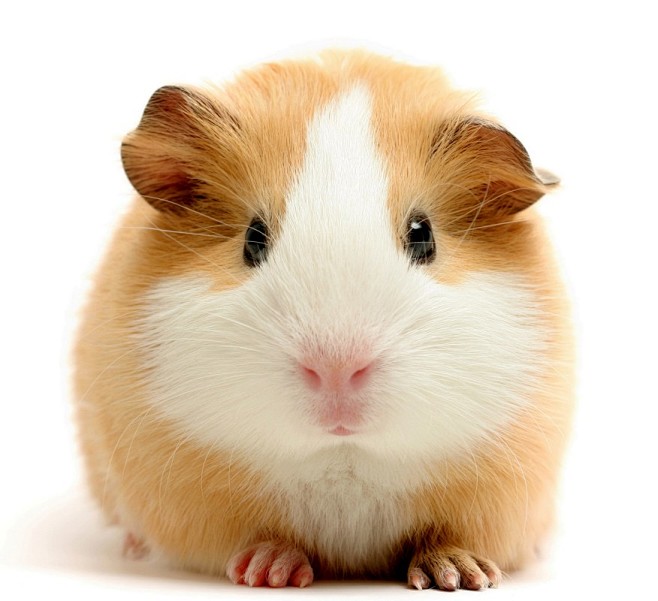 小豚鼠