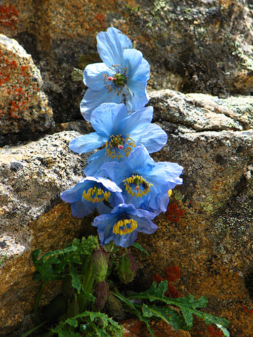 美丽绿绒蒿传说中喜玛拉雅蓝罂粟生长在海拔5300米左右的极端环境的