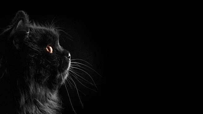 general1920x1080catblackcatsblackdarkselectivecoloringblackback