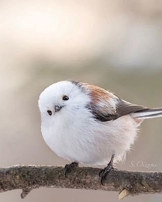 长尾山雀肥啾本daye今天好开心摄影师insoizphotograph