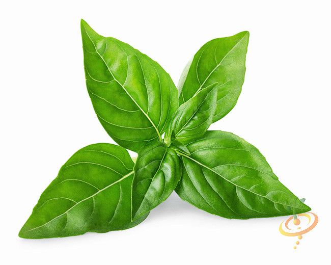 basillimelimebasil莱姆罗勒罗勒