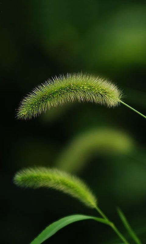 毛茸茸的青綠色狗尾巴草