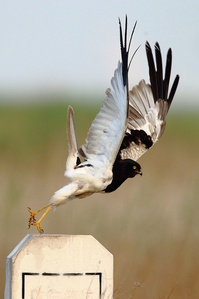 鹰形目鹰科鹞属鹊鹞