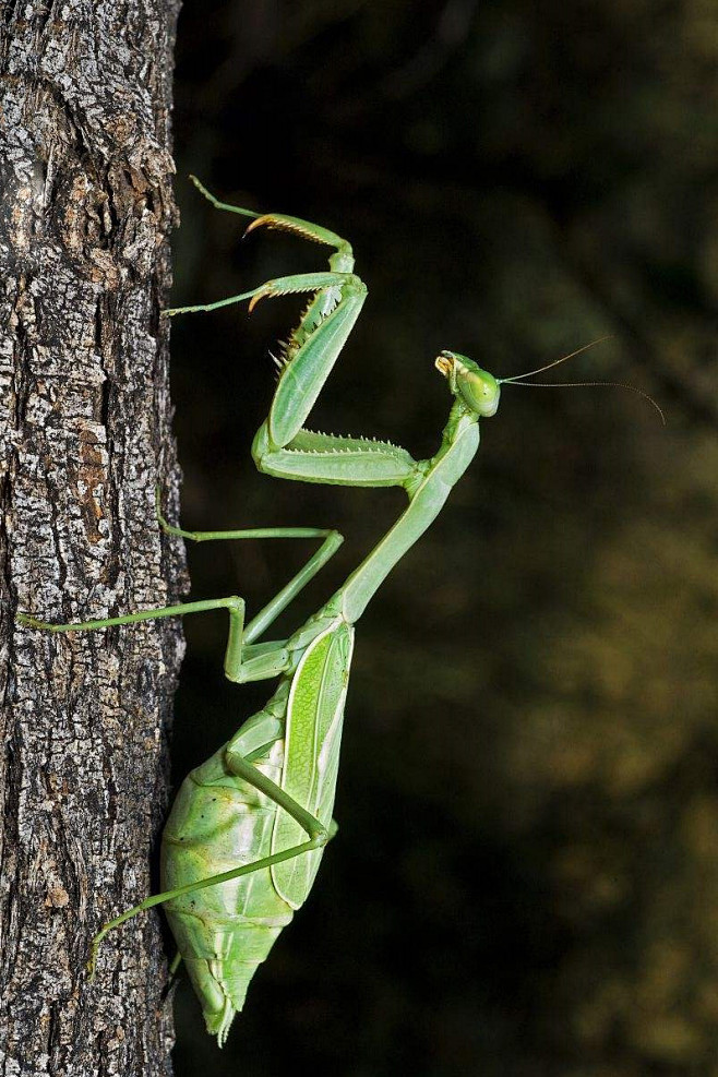 螳螂目螳科螳螂