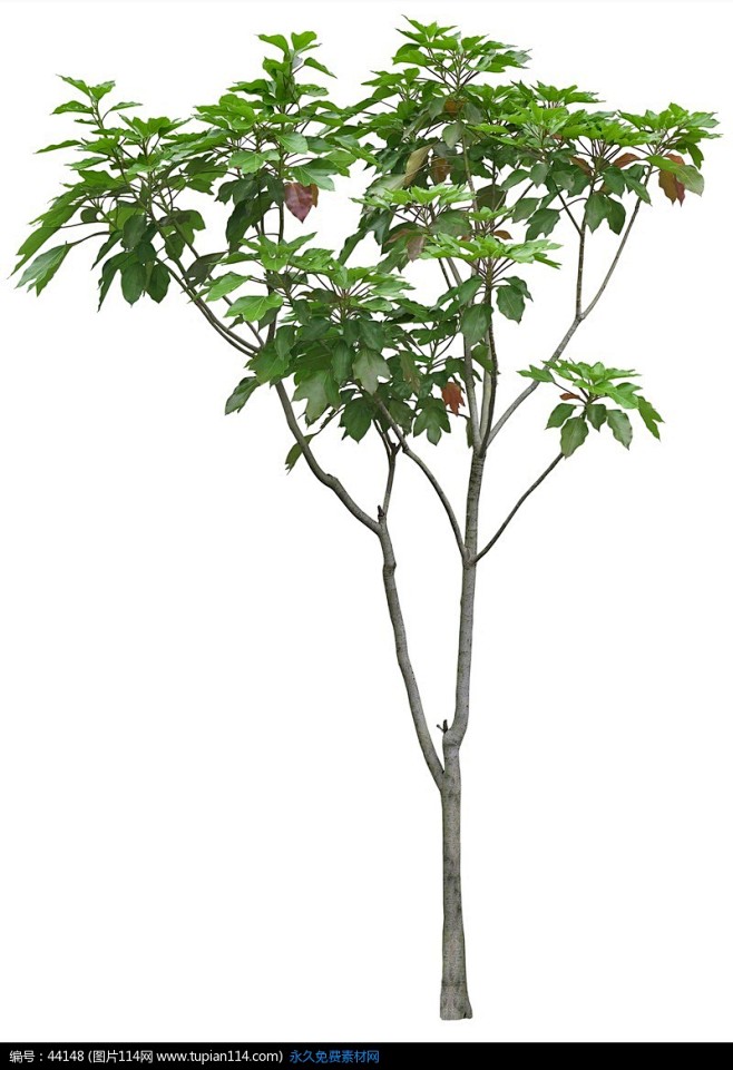 一棵树枝分叉的小树苗psd分层素材