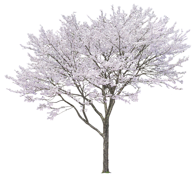 不秃头女神从小小的飞鱼转采于2021-12-03 11:51:24021樱花素材&amp