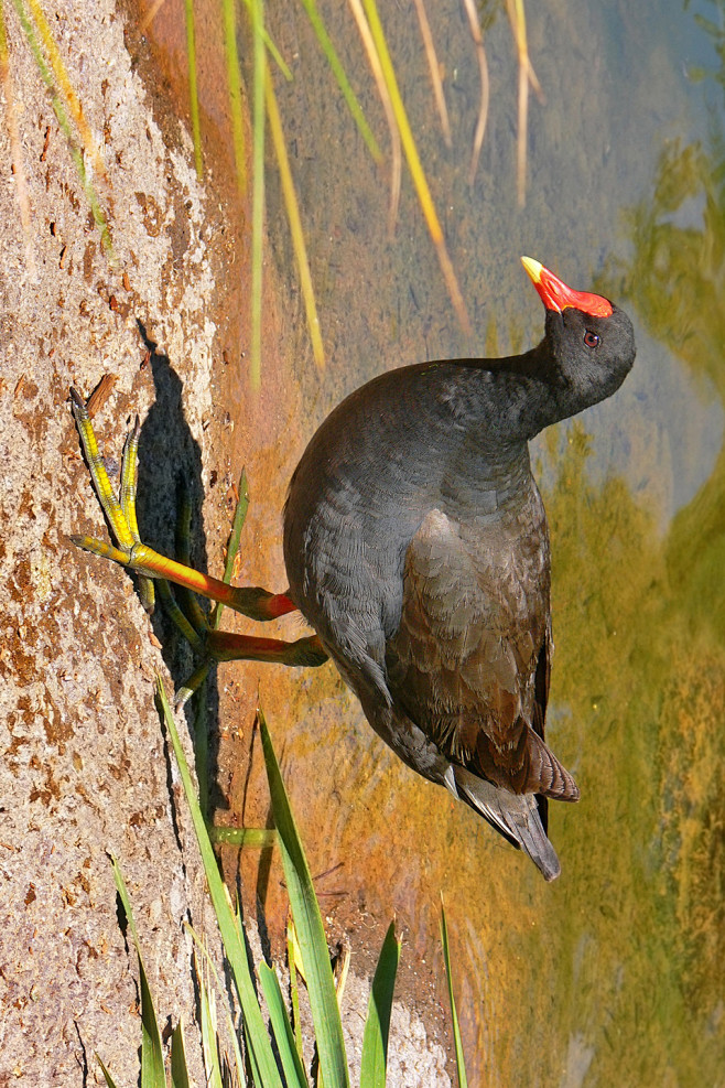 鹤形目秧鸡科水鸡属暗色水鸡成鸟