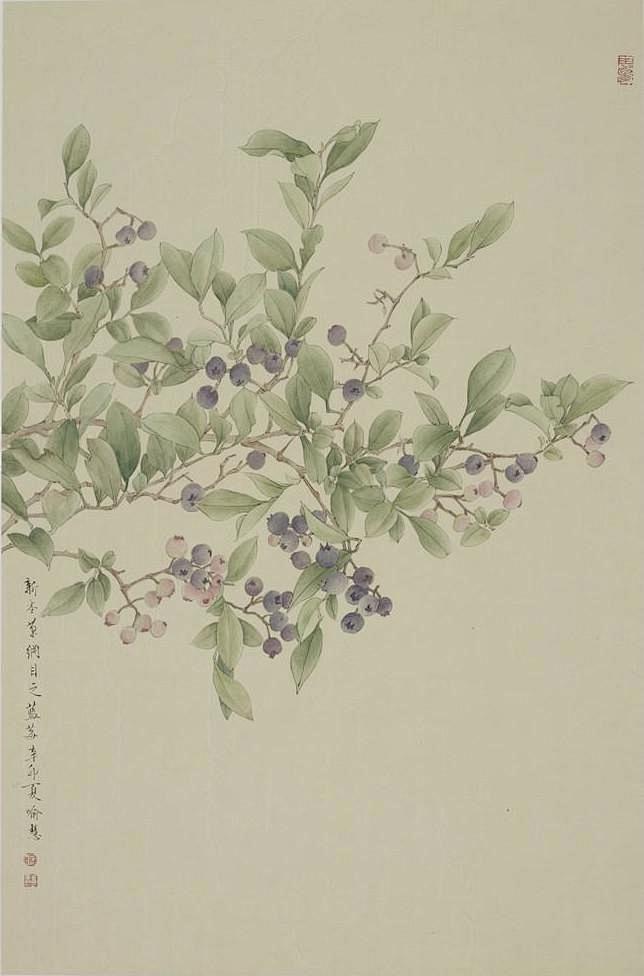 本草纲目之蓝莓