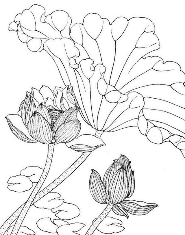 一组清新淡雅的工笔白描素材荷花