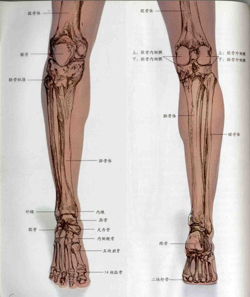 转载艺用人体解剖