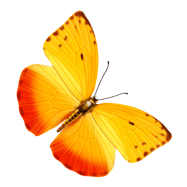 蝴蝶免抠png透明图片素材