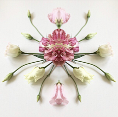 老付_23采集到Flower scape