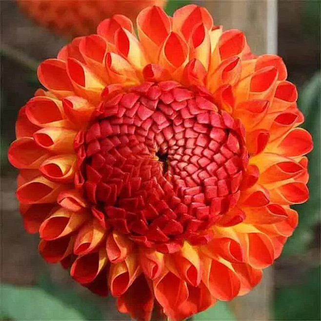 清新=淡雅采集到花朵
