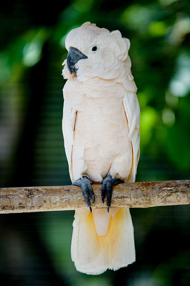 鹦形目凤头鹦鹉科白凤头鹦鹉属白凤头鹦鹉