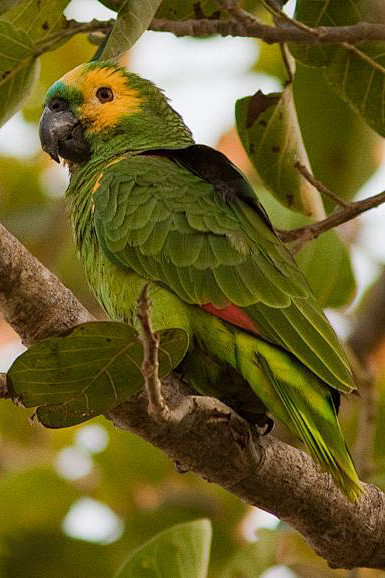 鹦形目鹦鹉科亚马逊鹦鹉属青绿顶亚马逊鹦鹉