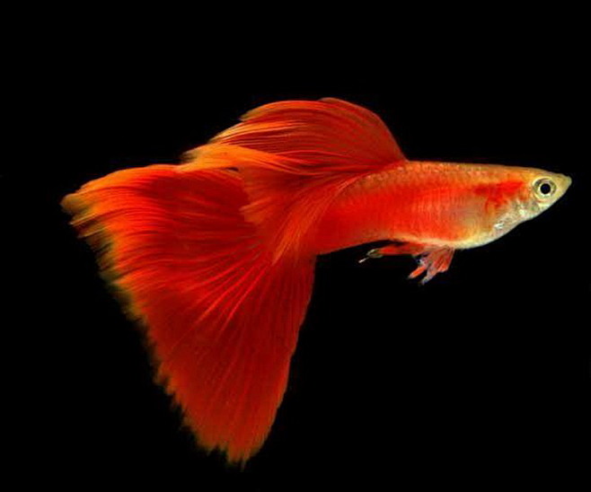 珊瑚红尾礼服孔雀鱼