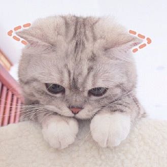 可爱小猫头像图片微信图片