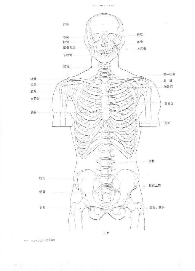 人体上半身结构示意图图片