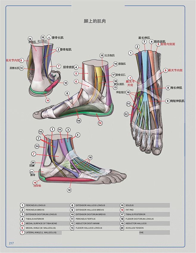 脚部肌肉详解