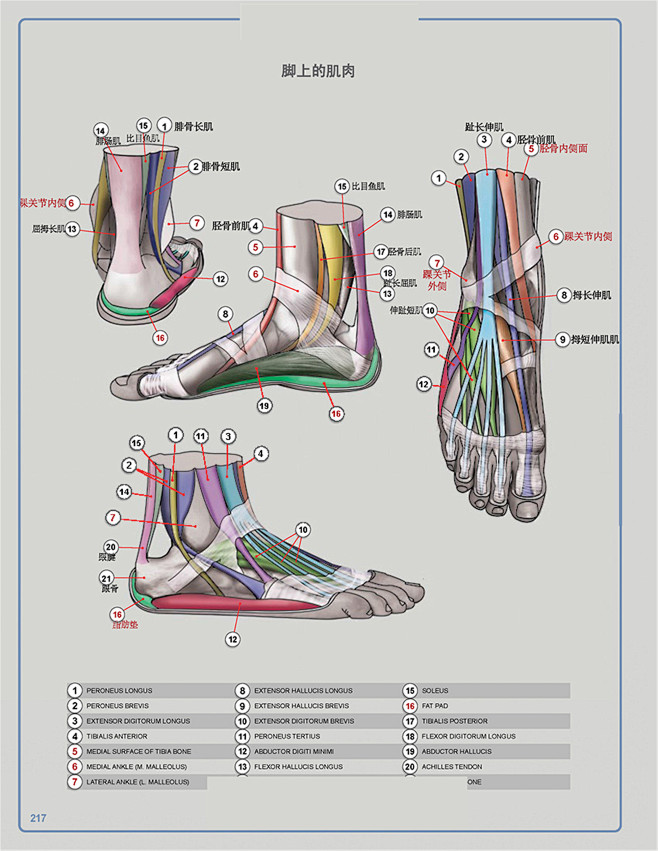 脚的肌肉解剖图图片