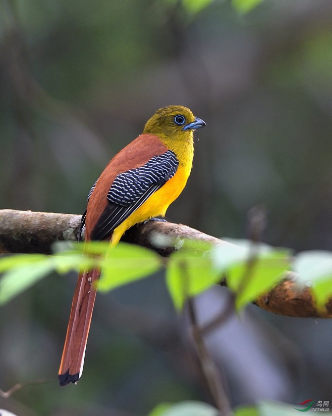 橙胸咬鹃鸟类国家二级保护动物